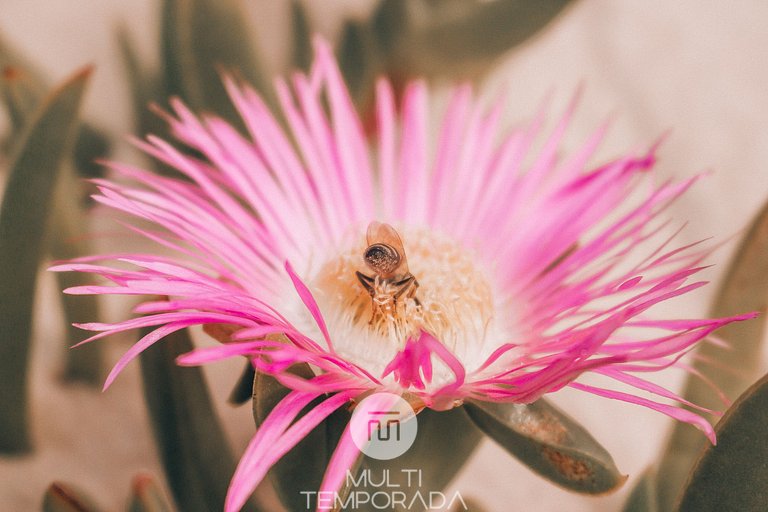 Suite Duplo Solar - Térrea e Vista Ampla