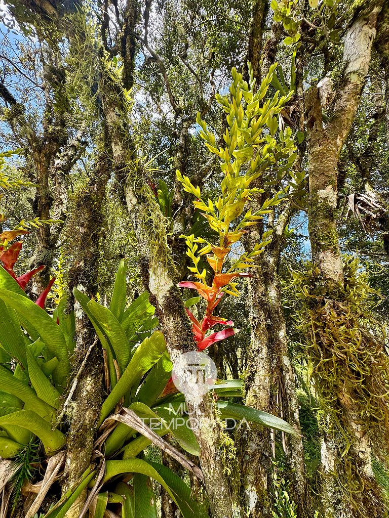 Chale Vert - Rancho Queimado - SC