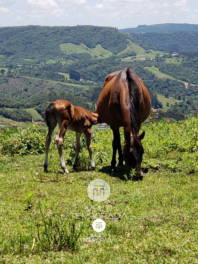 Rancho Sol Poente - Rancho Queimado - SC