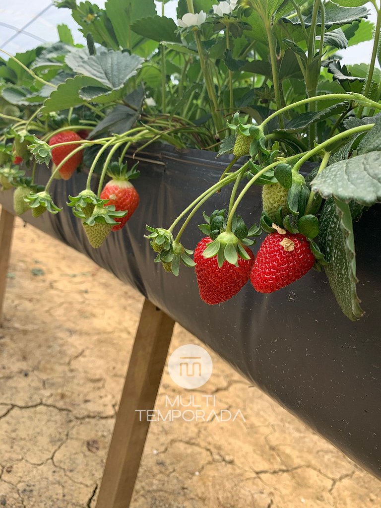 Chalé Caminho do Sol - 1 - com Jacuzzi e Lareira