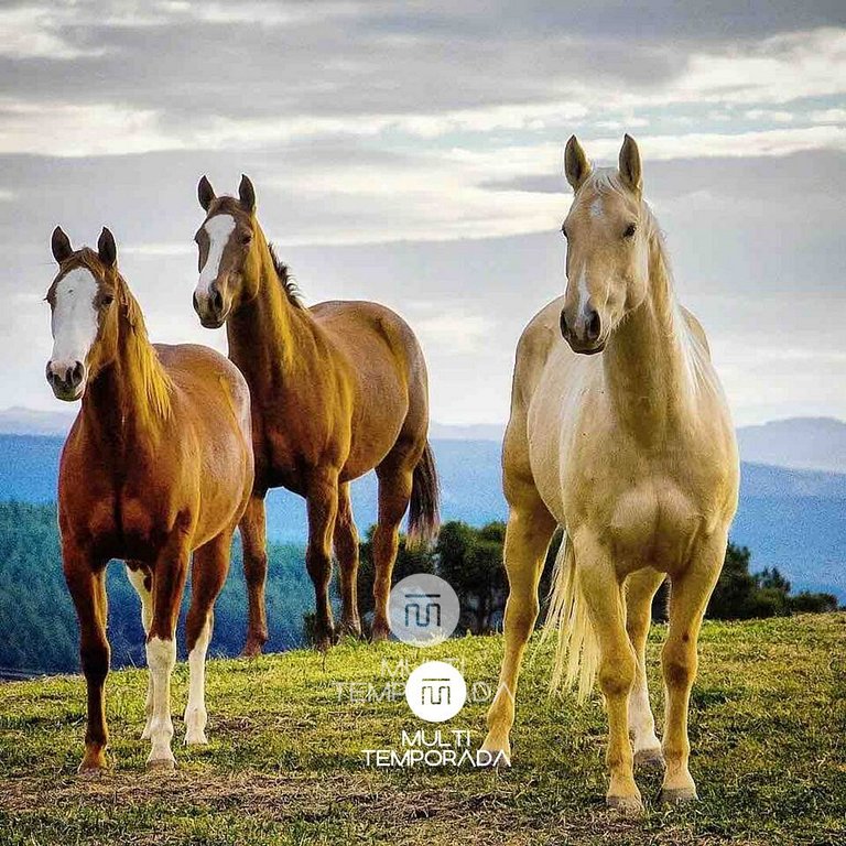 Linda Casa em Estilo Germânico em Rancho Queimado
