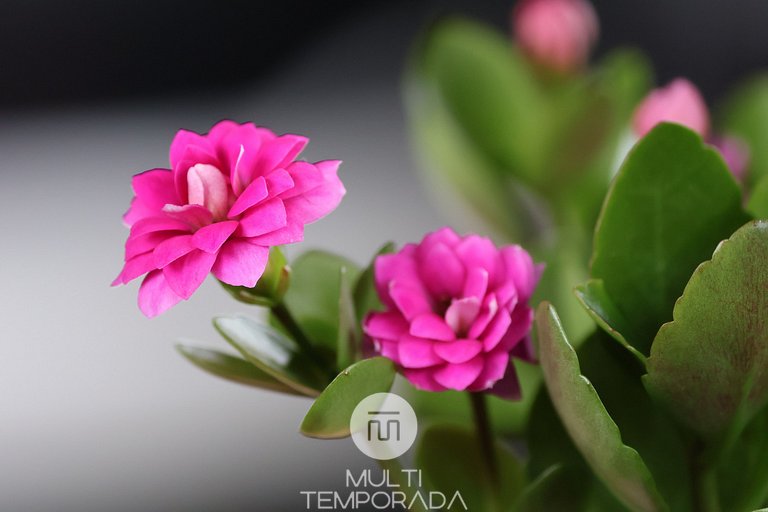 Refúgio Master C/ Banheira na Serra da Tartaruga